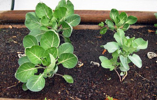 рассада брюссельской капусты рассада брюссельской капусты