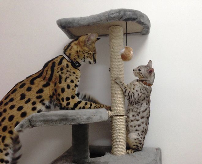 сервал характер сервал характер