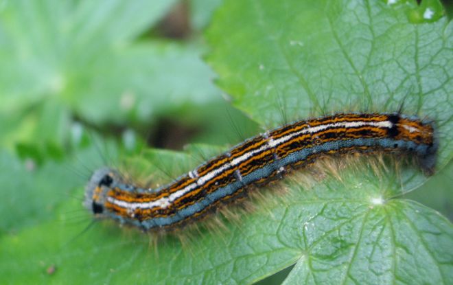 шелкопряд на яблоне шелкопряд на яблоне