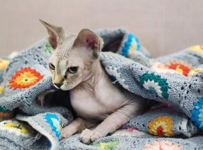 стерилизация кошки на дому стерилизация кошки на дому