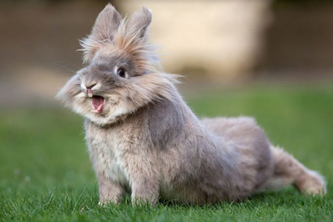 у кролика понос и он вытягивает задние лапы у кролика понос и он вытягивает задние лапы