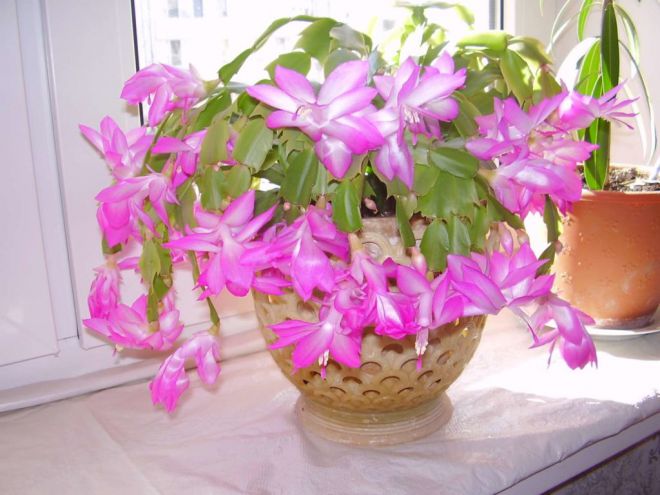 Уход за декабристом во время цветения Уход за декабристом во время цветения