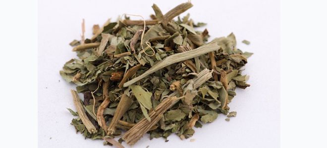 вахта трехлистная лечебные вахта трехлистная лечебные