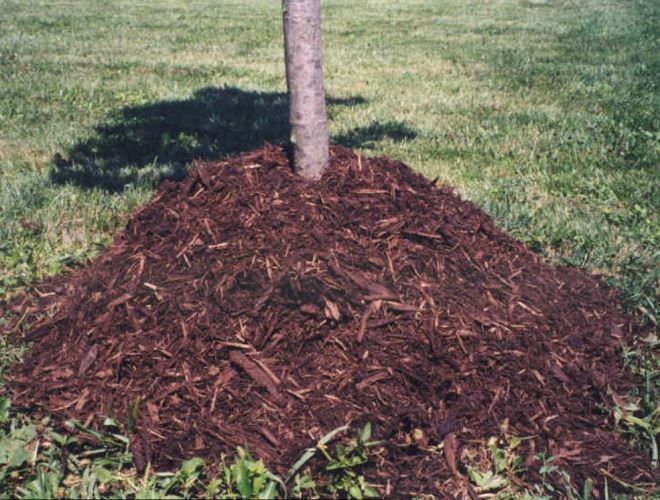 яблоня спартан зимостойкость яблоня спартан зимостойкость