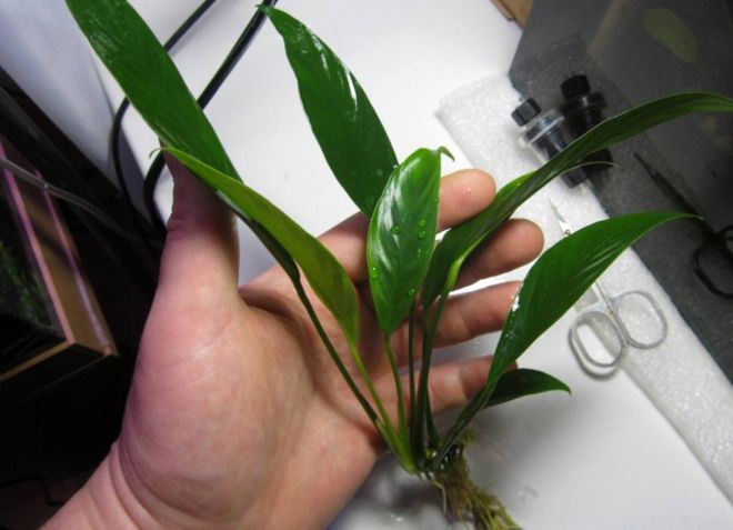 анубиас ланцетовидный анубиас ланцетовидный