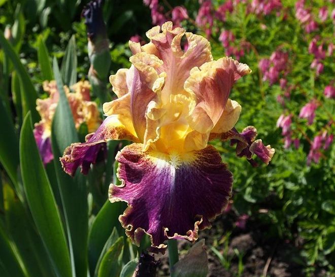 Бородатый ирис Хай Мастер Бородатый ирис Хай Мастер