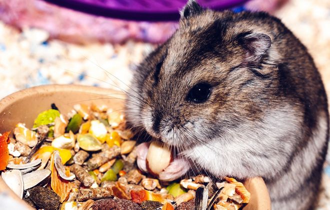 чем кормить джунгарского хомяка чем кормить джунгарского хомяка