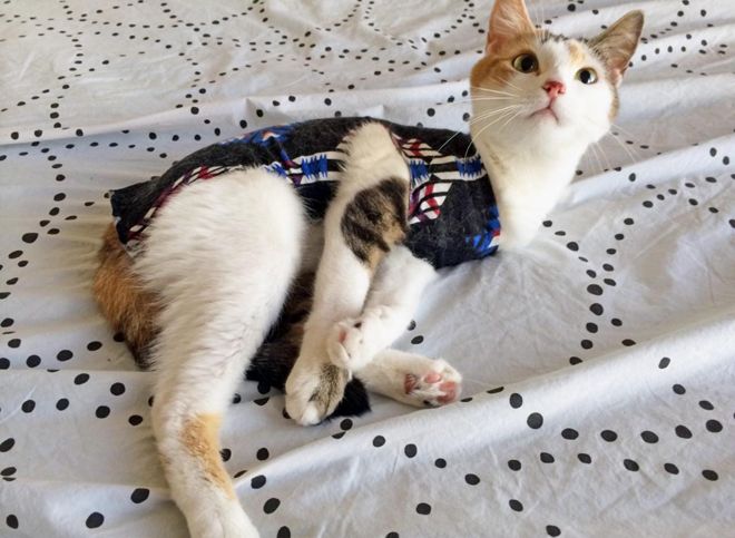 чем кормить кошку после стерилизации чем кормить кошку после стерилизации