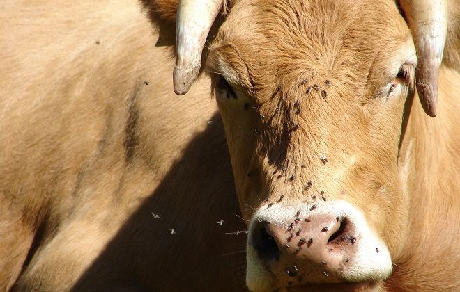 где обитают оводы где обитают оводы