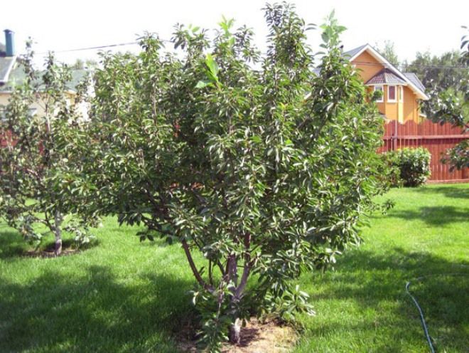 где сажать вишню Молодежную где сажать вишню Молодежную