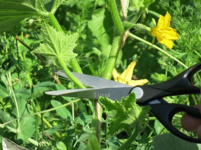 Как формировать огурцы Как формировать огурцы