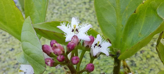 лист трифоли лист трифоли