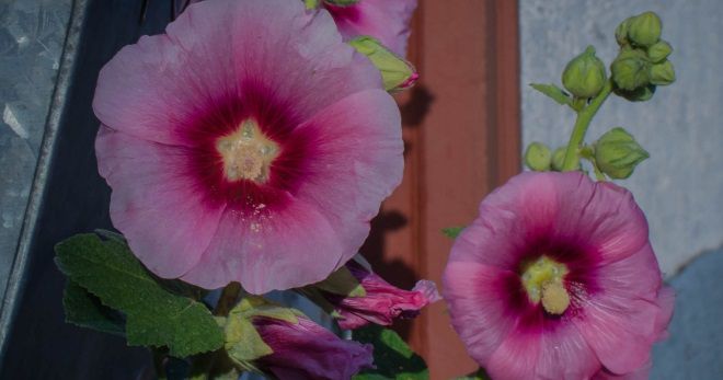 Мальва суданская Мальва суданская