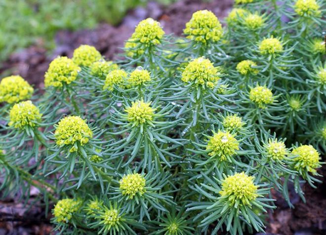 молочай кипарисовый молочай кипарисовый