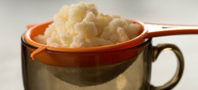 молочный гриб применение молочный гриб применение