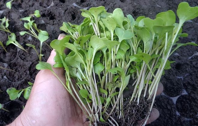 пикировка рассады капусты пикировка рассады капусты