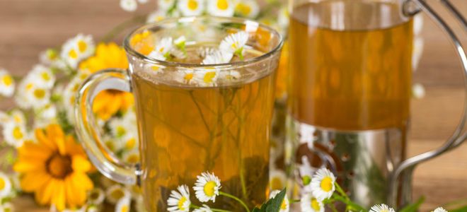 ромашка лечебные свойства и противопоказания для женщин ромашка лечебные свойства и противопоказания для женщин