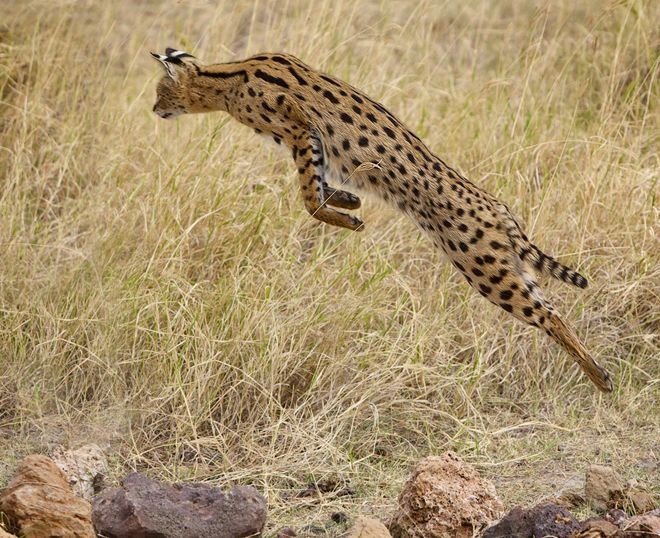 сервал интересные факты сервал интересные факты