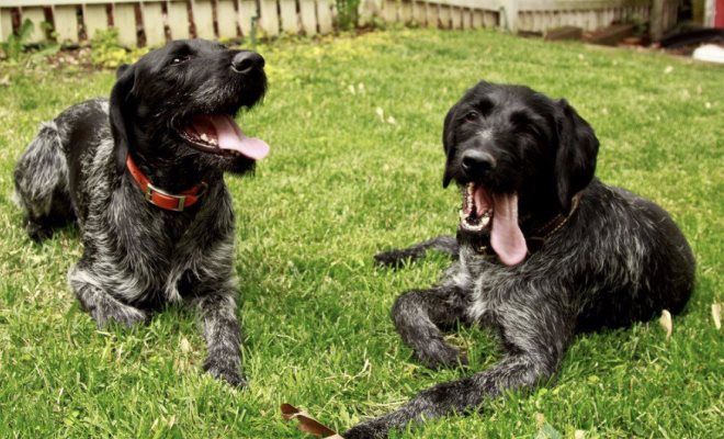 собака дратхаар чем кормить собака дратхаар чем кормить