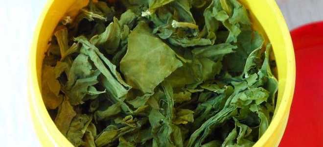 сушка шпината на зиму сушка шпината на зиму