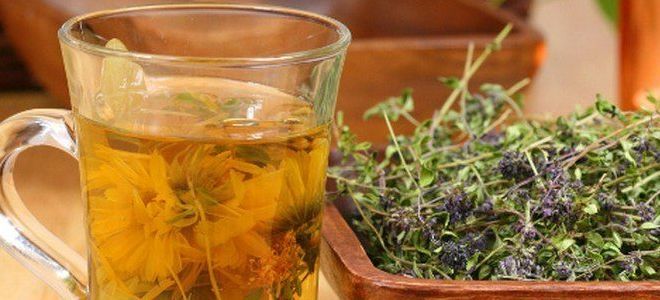 трава иссоп при плеврите трава иссоп при плеврите