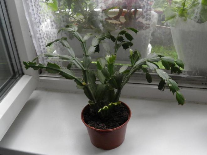 Уход за декабристом после цветения Уход за декабристом после цветения