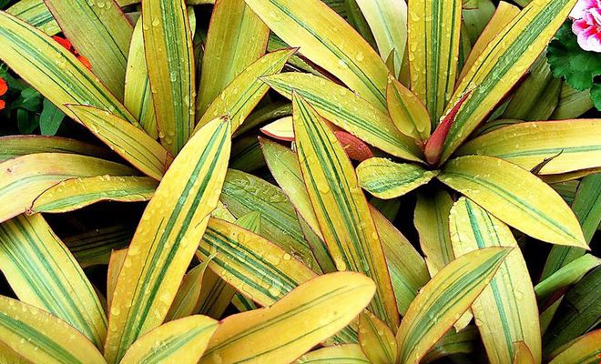 виттата виттата