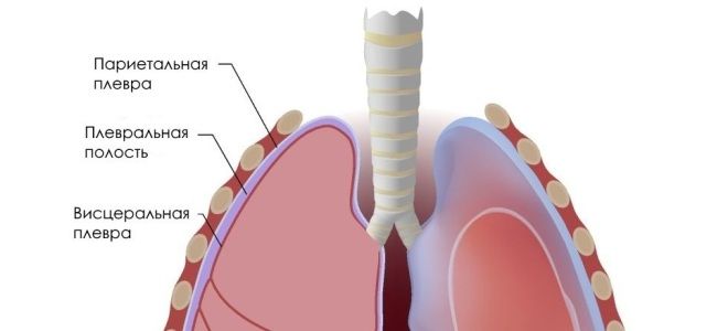 Внешнее строение легких Внешнее строение легких