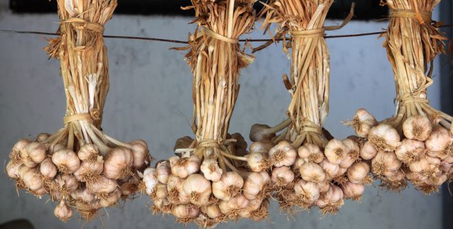 Выкопали чеснок, что делать дальше Выкопали чеснок, что делать дальше