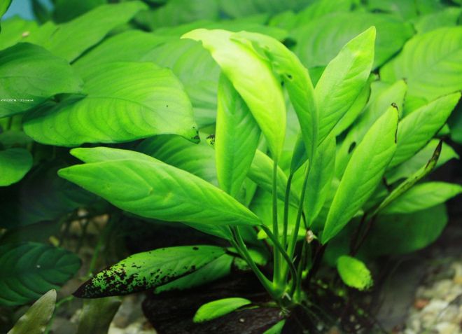 анубиас узколистный анубиас узколистный