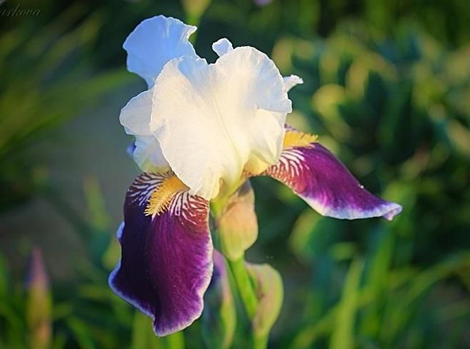 Бородатый ирис Вабаш Бородатый ирис Вабаш