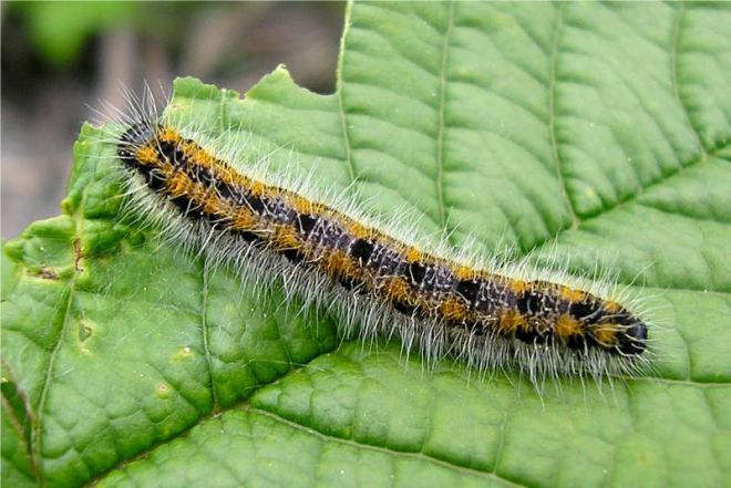 черная гусеница на яблоне черная гусеница на яблоне