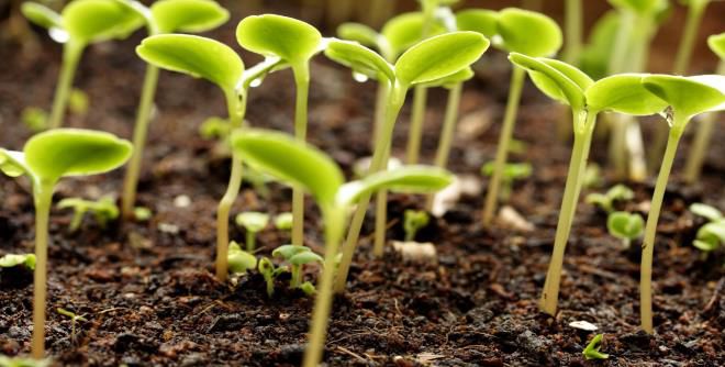 Что посадить после выкопки чеснока Что посадить после выкопки чеснока