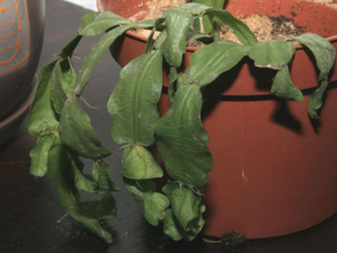 Цветок декабрист вянет, что делать Цветок декабрист вянет, что делать