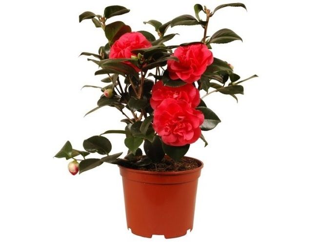 горшок для камелии горшок для камелии