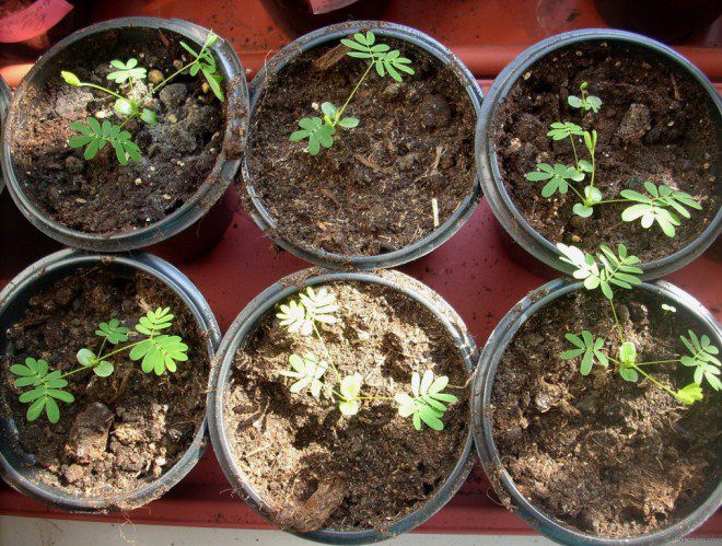 как вырастить мимозу из семян как вырастить мимозу из семян