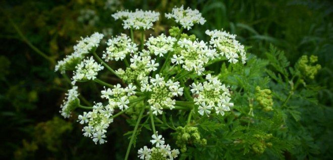 лечение рака печени болиголовом лечение рака печени болиголовом