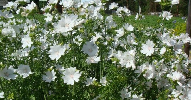 Мальва мускатная Мальва мускатная