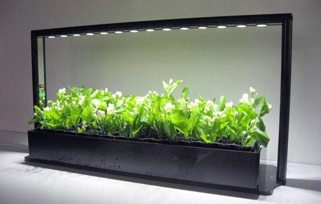 освещение для растений освещение для растений