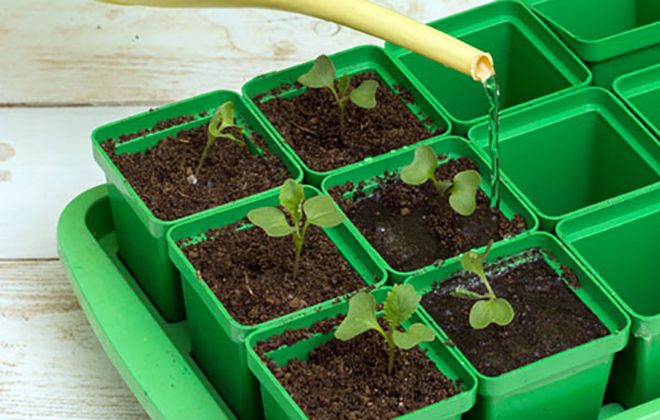 полив рассады капусты полив рассады капусты