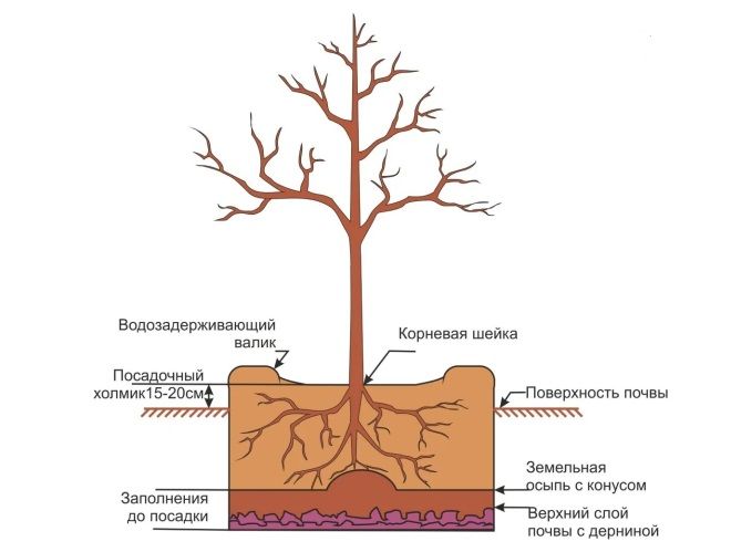 посадка яблони спартан посадка яблони спартан