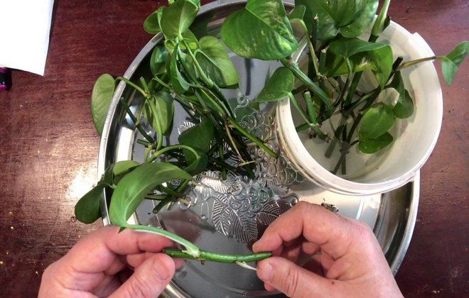 сциндапсус обрезка сциндапсус обрезка