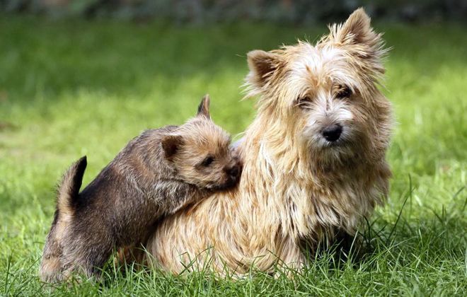 сколько стоит норвич терьер сколько стоит норвич терьер