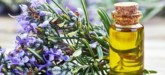 трава иссоп от аллергии трава иссоп от аллергии