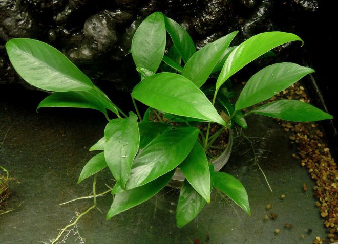анубиас конгенсис анубиас конгенсис
