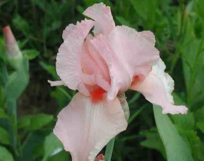 Бородатый ирис Пинк Таффета Бородатый ирис Пинк Таффета