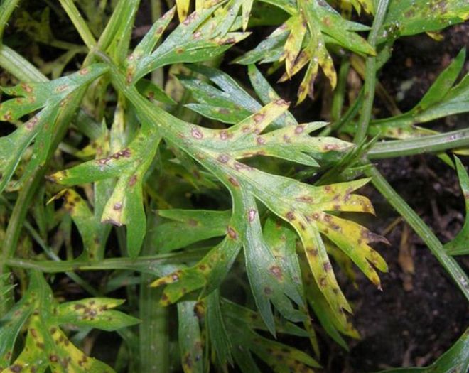 Церкоспороз пастернака Церкоспороз пастернака