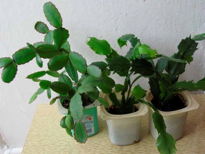 Цветок декабрист - уход и размножение Цветок декабрист - уход и размножение