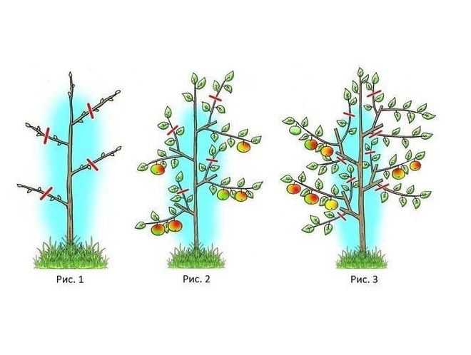 как формируется колоновидная яблоня спартан как формируется колоновидная яблоня спартан
