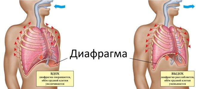 Как работают легкие Как работают легкие